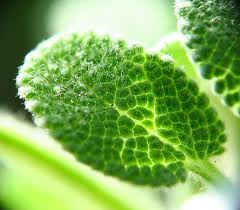 Sage Medicinal Uses -- Sage Leaf